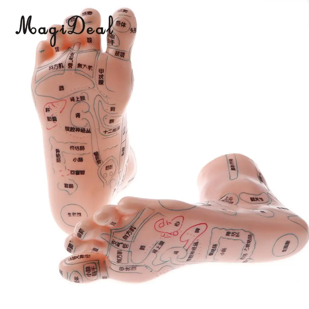 2 Pieces 19cm Massage Acupuncture Feet Model Set Reflexology Acupoint Medical School Teaching Tool Learning Display