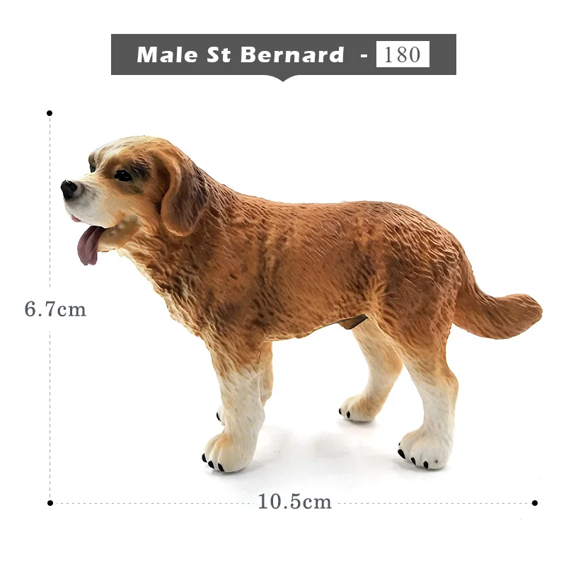 Male St Bernard