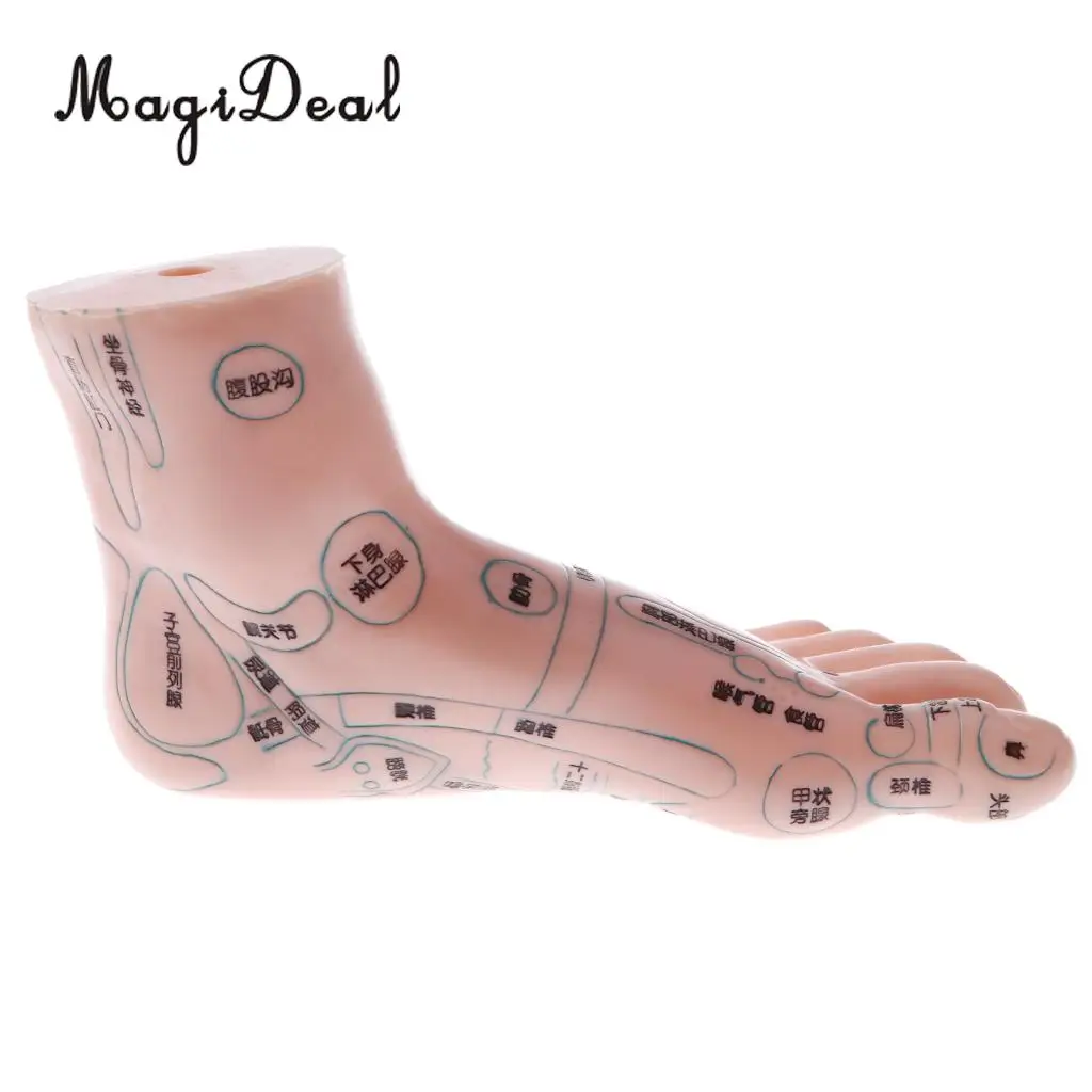 2 Pieces 19cm Massage Acupuncture Feet Model Set Reflexology Acupoint Medical School Teaching Tool Learning Display