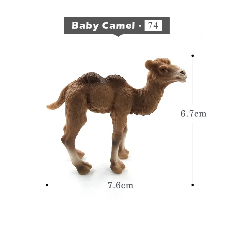 Baby-Camel
