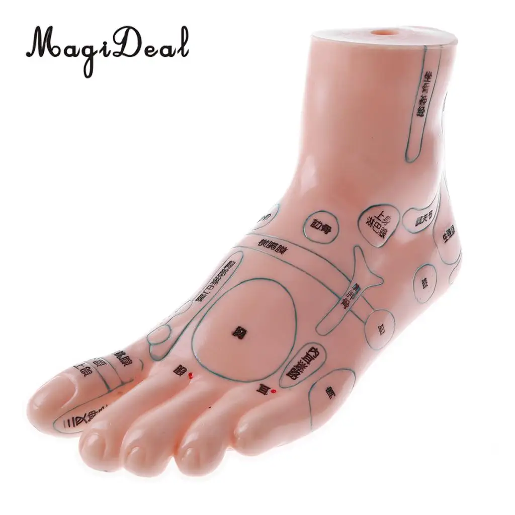 2 Pieces 19cm Massage Acupuncture Feet Model Set Reflexology Acupoint Medical School Teaching Tool Learning Display