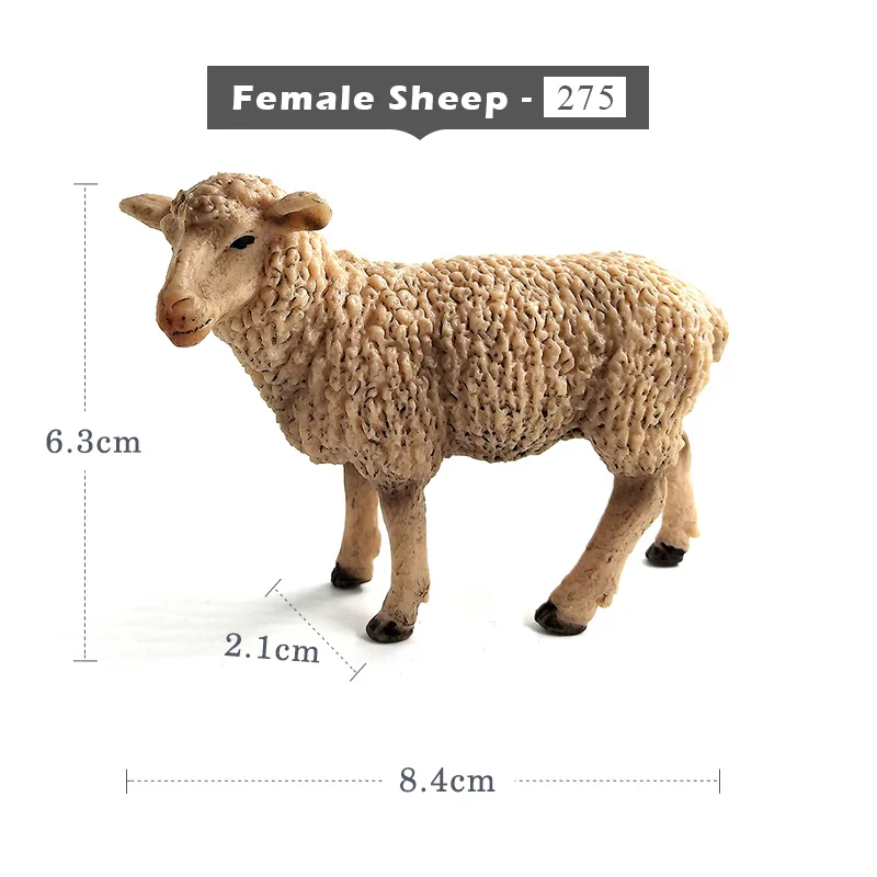 Female Sheep
