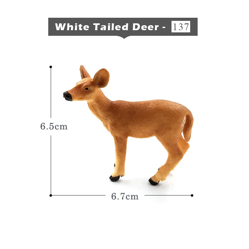 White-Tailed-Deer