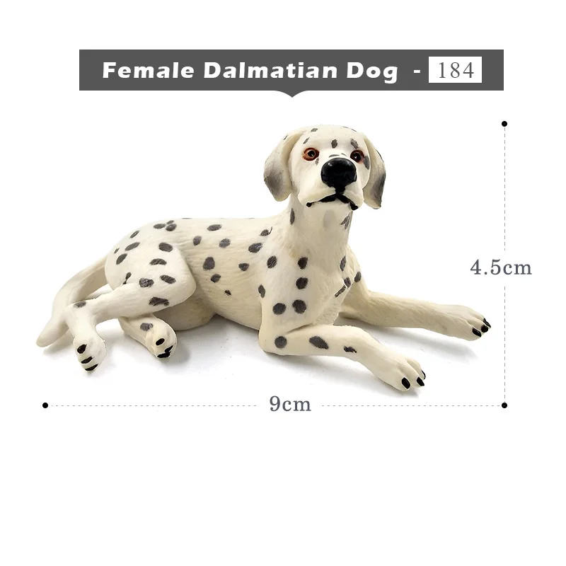 Female Dalmatian Dog