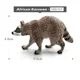 African Raccoon