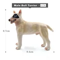 Male Bull Terrier