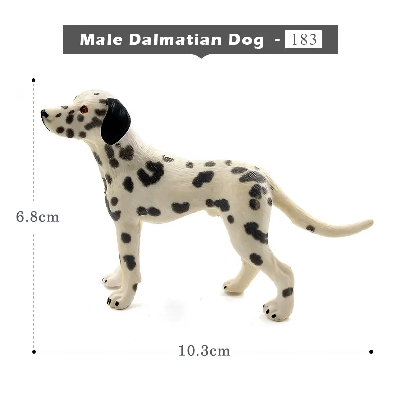 Male Dalmatian Dog