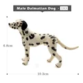 Male Dalmatian Dog
