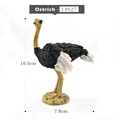 Ostrich