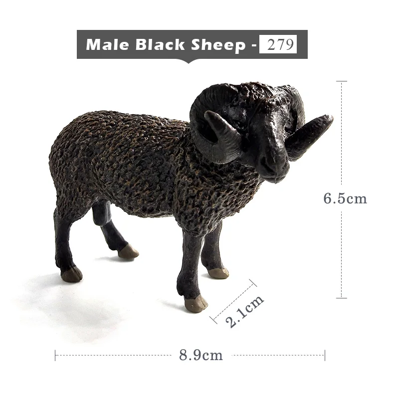 Male Black Sheep