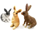 3 Pcs Rabbit