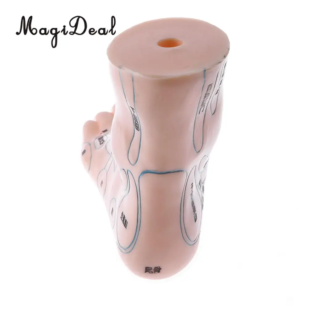 2 Pieces 19cm Massage Acupuncture Feet Model Set Reflexology Acupoint Medical School Teaching Tool Learning Display