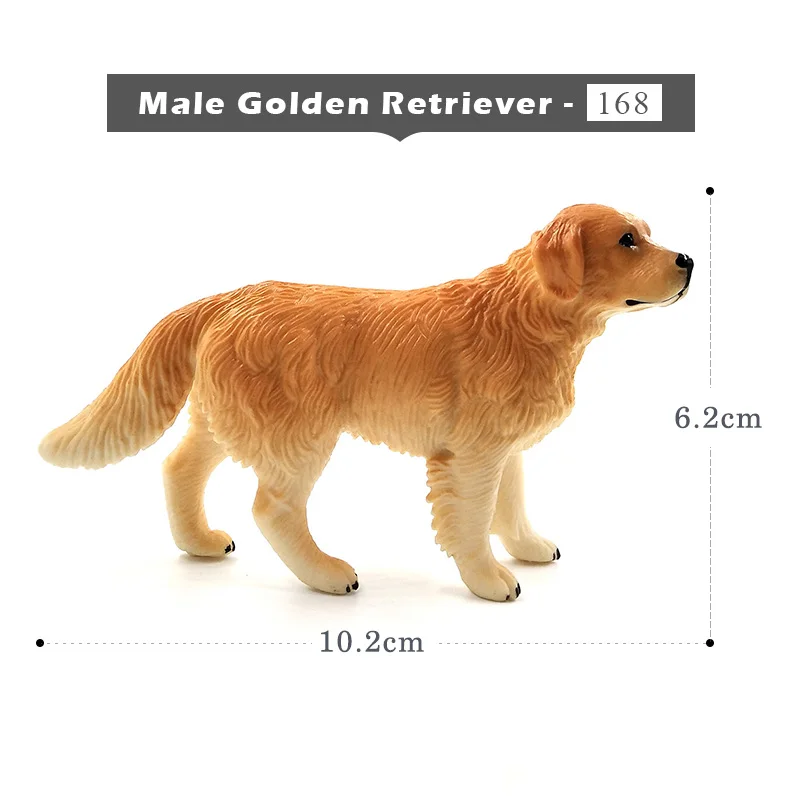 Golden Retriever-a