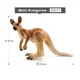 Male Kangaroo