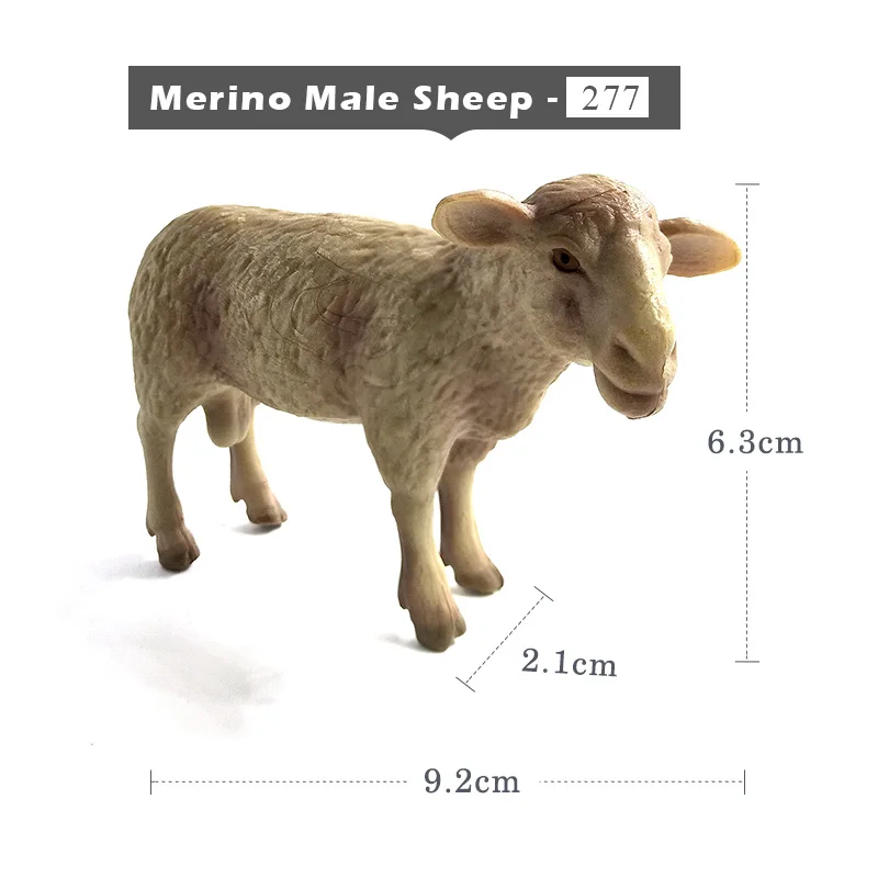 Merino Male Sheep