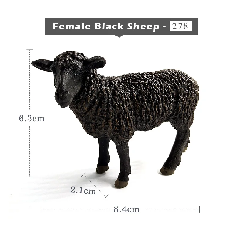Female Black Sheep