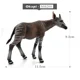 Okapi