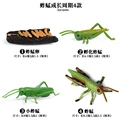 Grasshopper