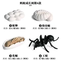 Ant