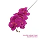 orchid1