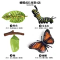 Butterfly - 2
