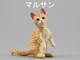 C American Shorthair