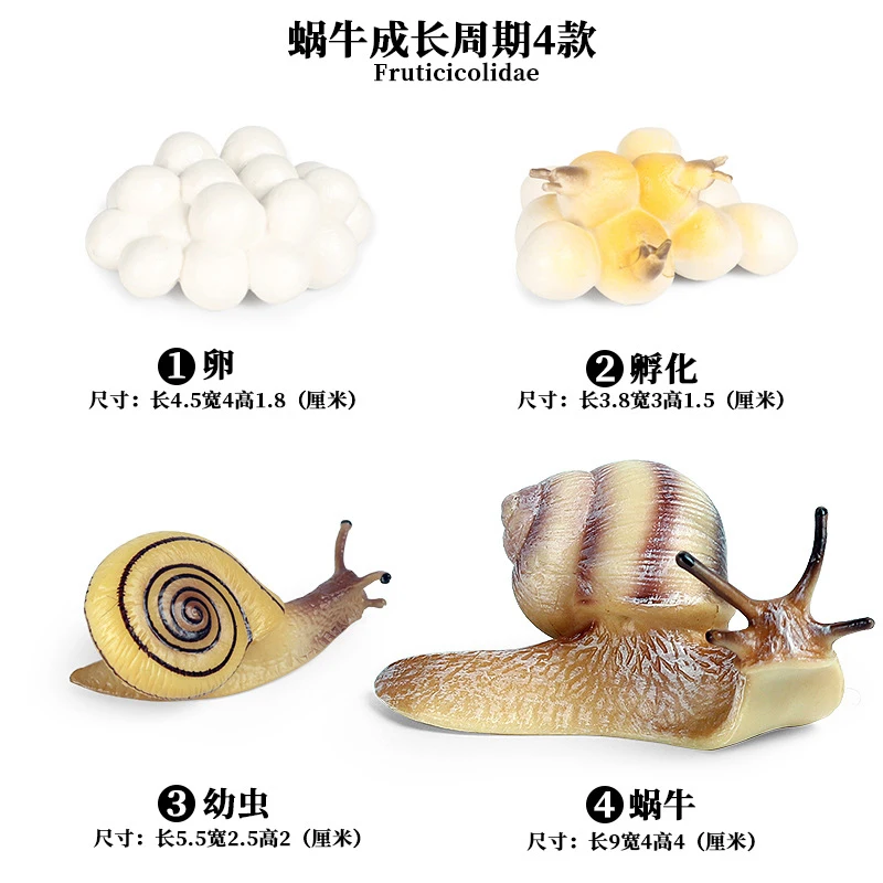 Snails - 2
