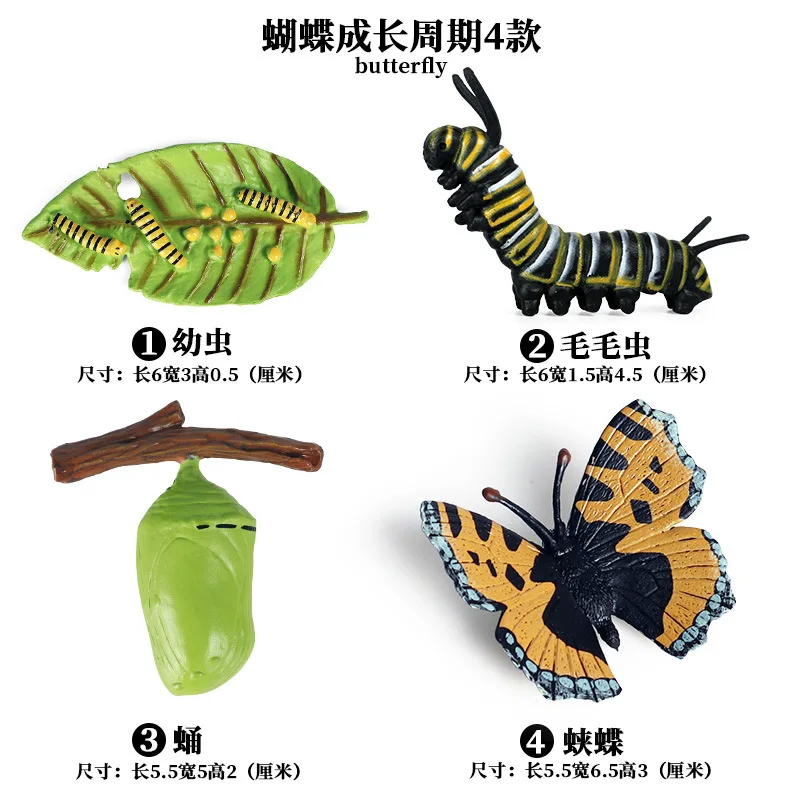Butterfly - 3