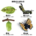 Butterfly - 3