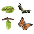 Animal 7