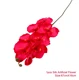 orchid3