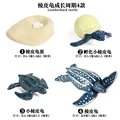 Leatherback Turtle
