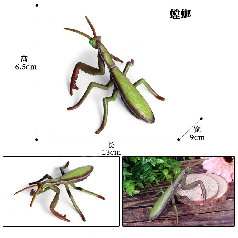 Un modelo de mantis religiosa. Parece ser una representación detallada y realista, posiblemente utilizada para exhibición o como artículo de colección. El modelo se muestra en dos posiciones diferentes, con las medidas en centímetros, indicando su talla.