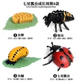 Ladybug