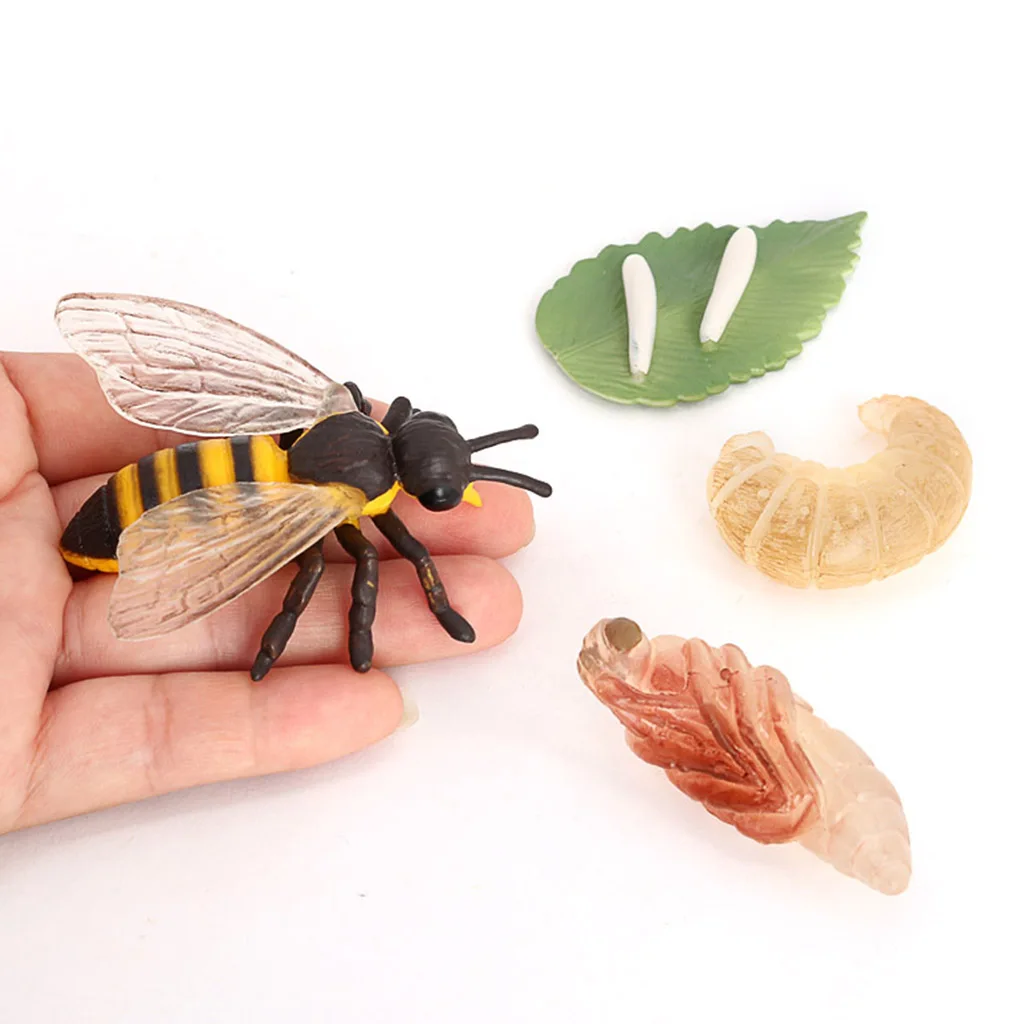 Plastic Kids Insect Bee Growth Life Cycle Figures Education Learning Toys