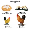 Cock - 3