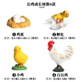 Cock - 2