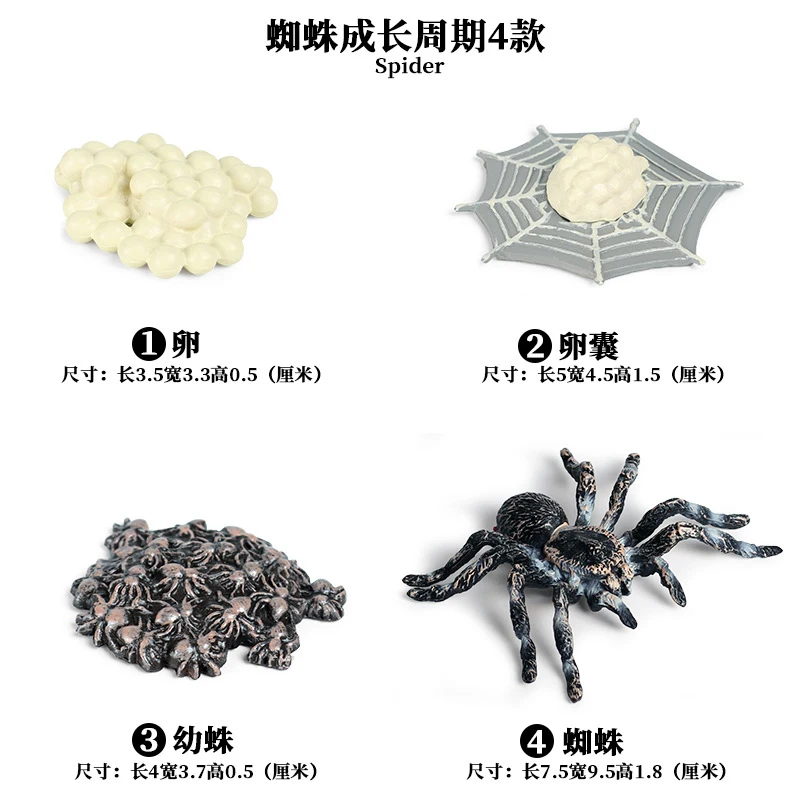 Spider - 4