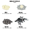 Spider - 4