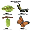Butterfly - 1