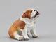 H Bulldog