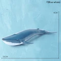 7Blue whale