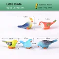 5pcs different Birds
