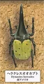 4 Dynastes hercules