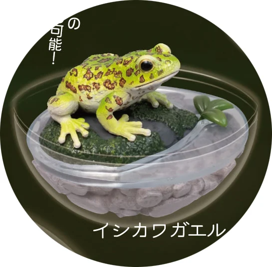 Ishikawa frog