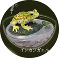 Ishikawa frog