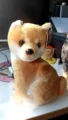 light brown dog