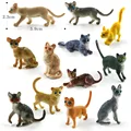 12pcs Cat