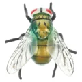 As Shown