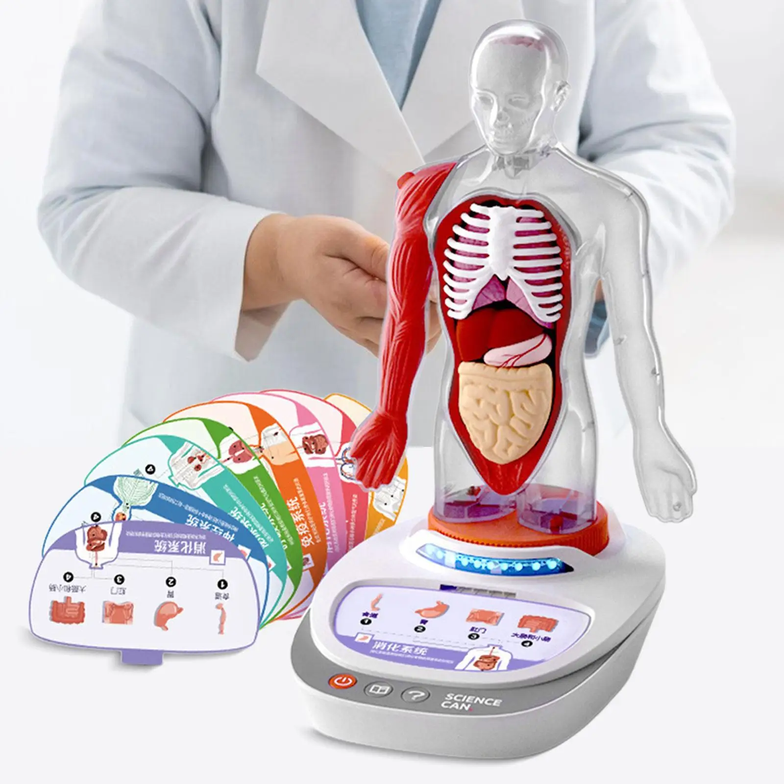Human Body Model for Kids Teaching Aid Human Torso Anatomy Model Classroom Demonstration for Child Class Study Students Kids